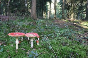 amanita_muscaria_(yd)_2.jpg