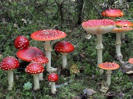 amanita_muscaria_(yd)_9.jpg