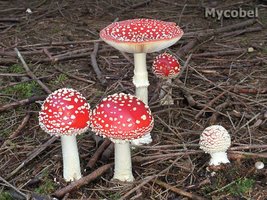 amanita_muscaria_(yd)_10.jpg