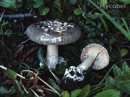 amanita_oreina_(yd)_2.jpg