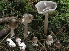 amanita_pachyvolvata_(yd)_1.jpg