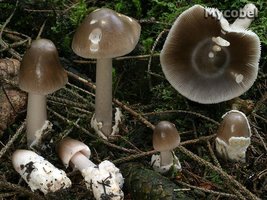 amanita_pachyvolvata_(yd)_2.jpg