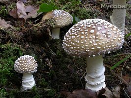 amanita_pantherina_(yd)_2.jpg