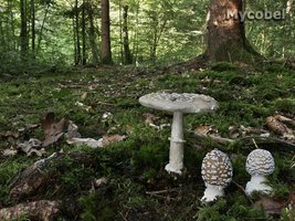 amanita_pantherina_(yd)_5.jpg