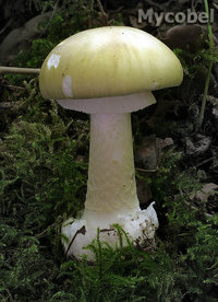 amanita_phalloides_(yd)_1.jpg