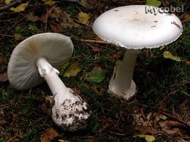 amanita_phalloides_var__alba_(yd)_1.jpg