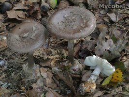 amanita_porphyria_(yd)_1.jpg