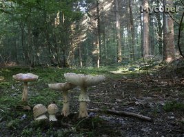 amanita_rubescens_(yd)_2.jpg