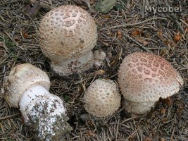 amanita_rubescens_(yd)_3.jpg