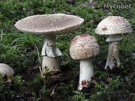 amanita_rubescens_(yd)_6.jpg