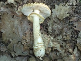 amanita_rubescens_fo_annulosulfurea_(yd)_1.jpg