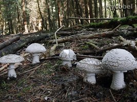 amanita_spissa_(yd)_3.jpg