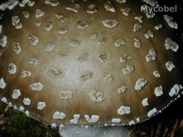 amanita_spissa_(yd)_4.jpg