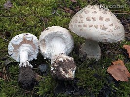 amanita_strobiliformis_(yd)_1.jpg