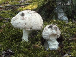 amanita_strobiliformis_(yd)_2.jpg