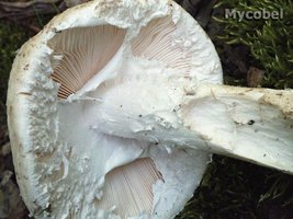 amanita_strobiliformis_(yd)_4.jpg