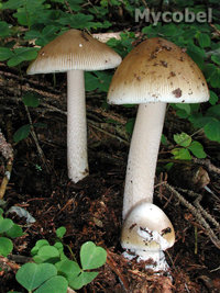 amanita_submembranacea_(yd)_3.jpg