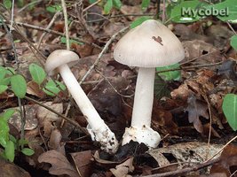 amanita_vaginata_(yd)_1.jpg