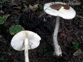 amanita_virosa_(yd)_1.jpg