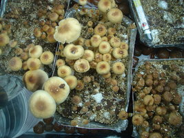 Geral 02.JPG