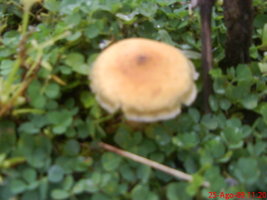 DSC06200.JPG