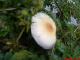 DSC06208.JPG