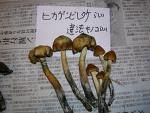 images psilocybe.jpeg