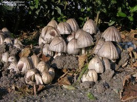JCS Coprinus atramentarius 33658.jpg