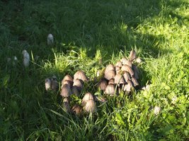 Coprinus atramentarius 1.jpg