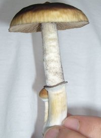 S6300498.JPG
