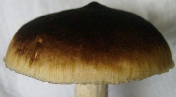 S6300501.JPG