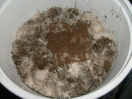 S6303365.JPG
