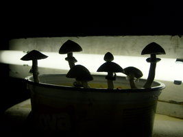 S6303820.JPG