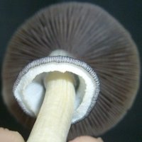 S6305205.JPG