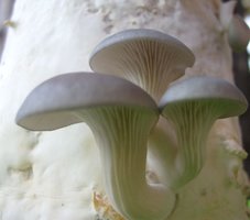 S6300016.JPG