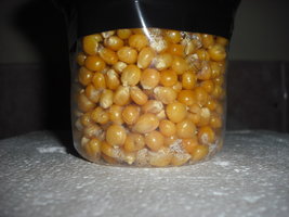Pcubensis 001.jpg