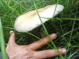 DSC01780.JPG