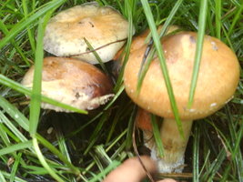 DSC01783.JPG
