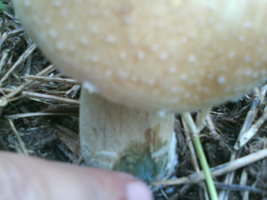 DSC01778.JPG