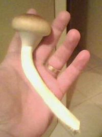 IMG0054A.jpg