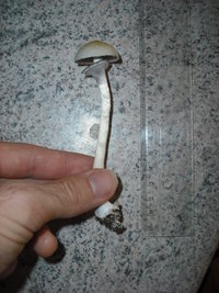 Grégori 003.jpg