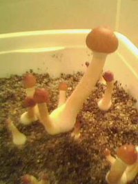 IMG0083A.jpg