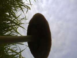 DSC00311.JPG