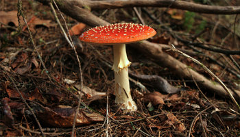 amanita 01.jpg