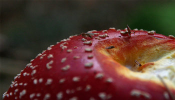 amanita 02.jpg