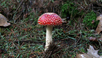 amanita 03.jpg