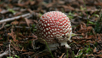amanita 05.jpg