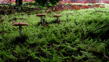 amanita 07.jpg
