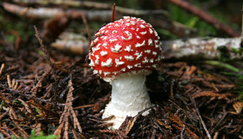 amanita 08.jpg