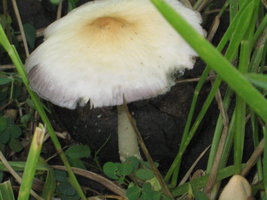 CogumelosPromi2009 023.jpg